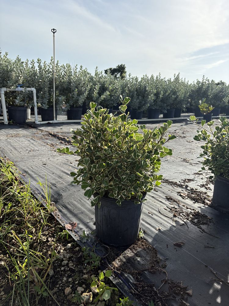 ficus-natalensis-leprieurii-ficus-triangularis-natal-fig-mistletoe-fig-triangle-ficus-licumo