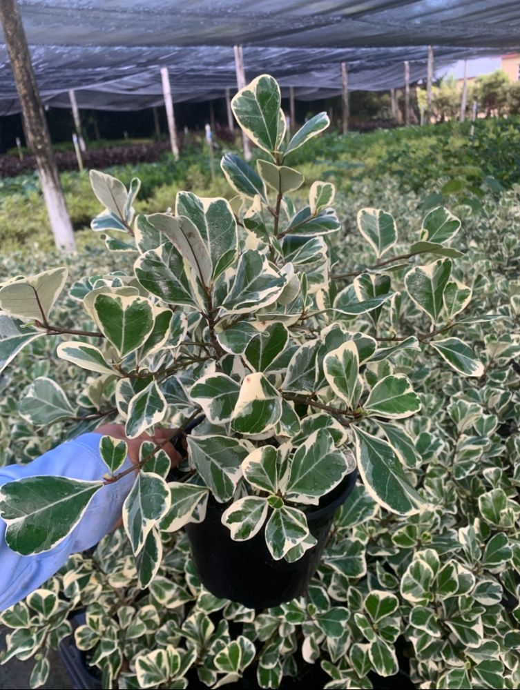 ficus-natalensis-leprieurii-ficus-triangularis-natal-fig-mistletoe-fig-triangle-ficus-licumo