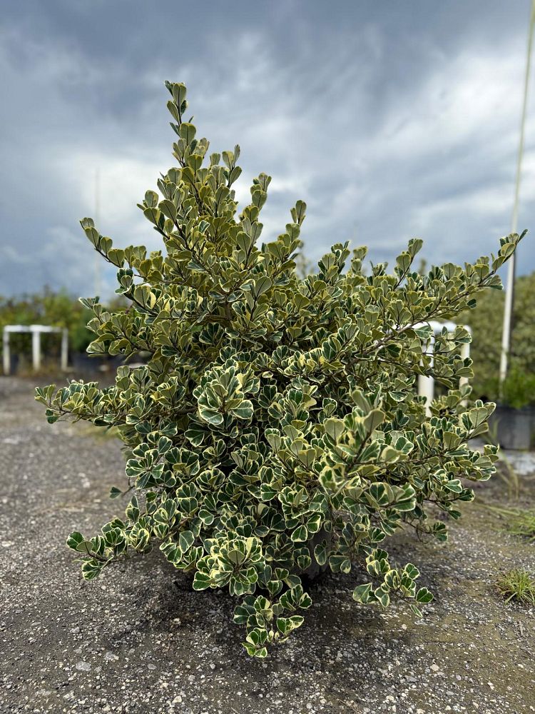 ficus-natalensis-leprieurii-ficus-triangularis-natal-fig-mistletoe-fig-triangle-ficus-licumo