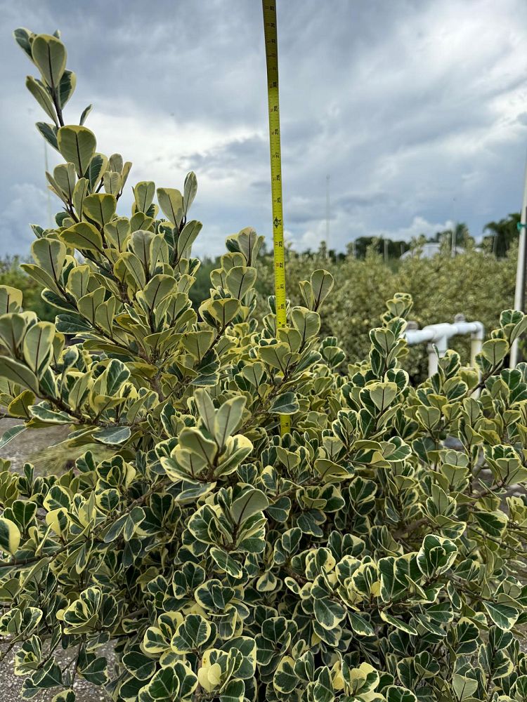 ficus-natalensis-leprieurii-ficus-triangularis-natal-fig-mistletoe-fig-triangle-ficus-licumo
