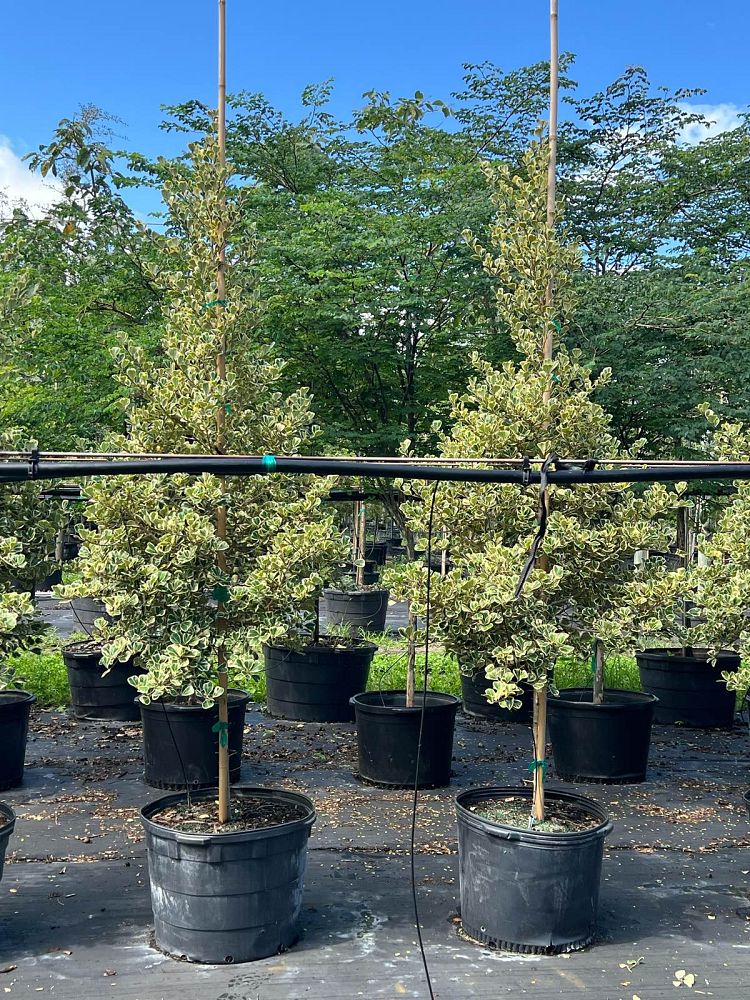 ficus-natalensis-leprieurii-ficus-triangularis-natal-fig-mistletoe-fig-triangle-ficus-licumo