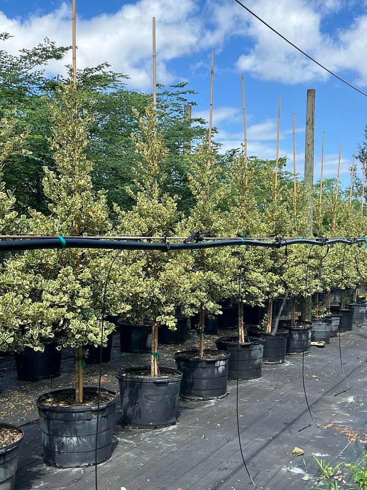 ficus-natalensis-leprieurii-ficus-triangularis-natal-fig-mistletoe-fig-triangle-ficus-licumo