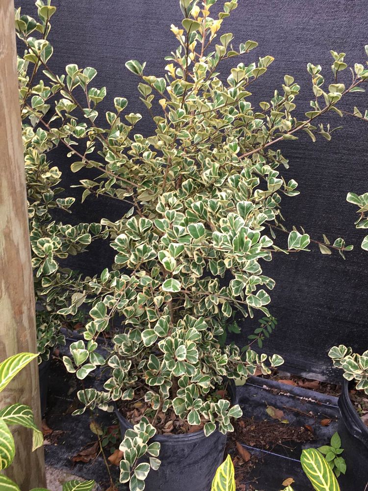 ficus-natalensis-leprieurii-variegata-ficus-triangularis-variegated-natal-fig-mistletoe-fig-triangle-ficus-licumo
