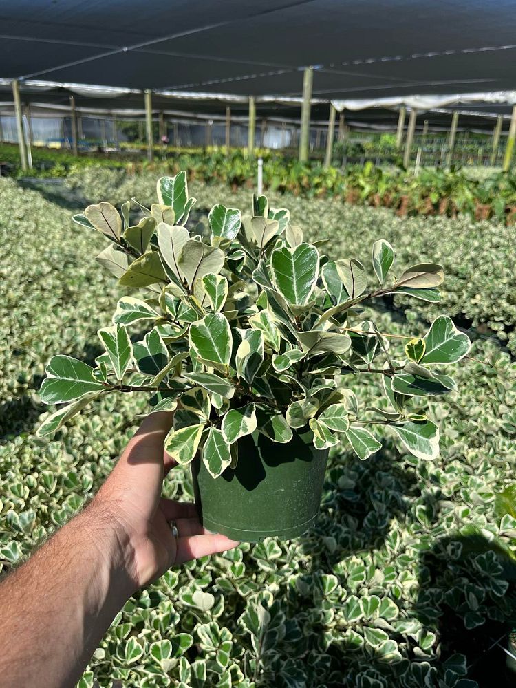 ficus-natalensis-leprieurii-variegata-ficus-triangularis-variegated-natal-fig-mistletoe-fig-triangle-ficus-licumo