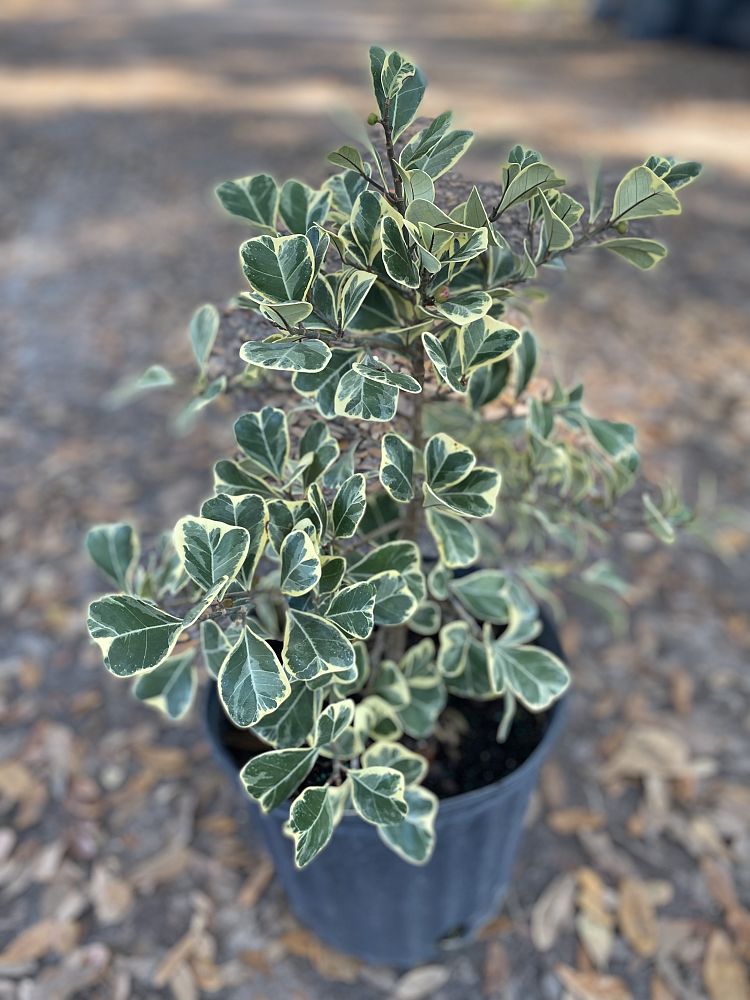 ficus-natalensis-leprieurii-variegata-ficus-triangularis-variegated-natal-fig-mistletoe-fig-triangle-ficus-licumo