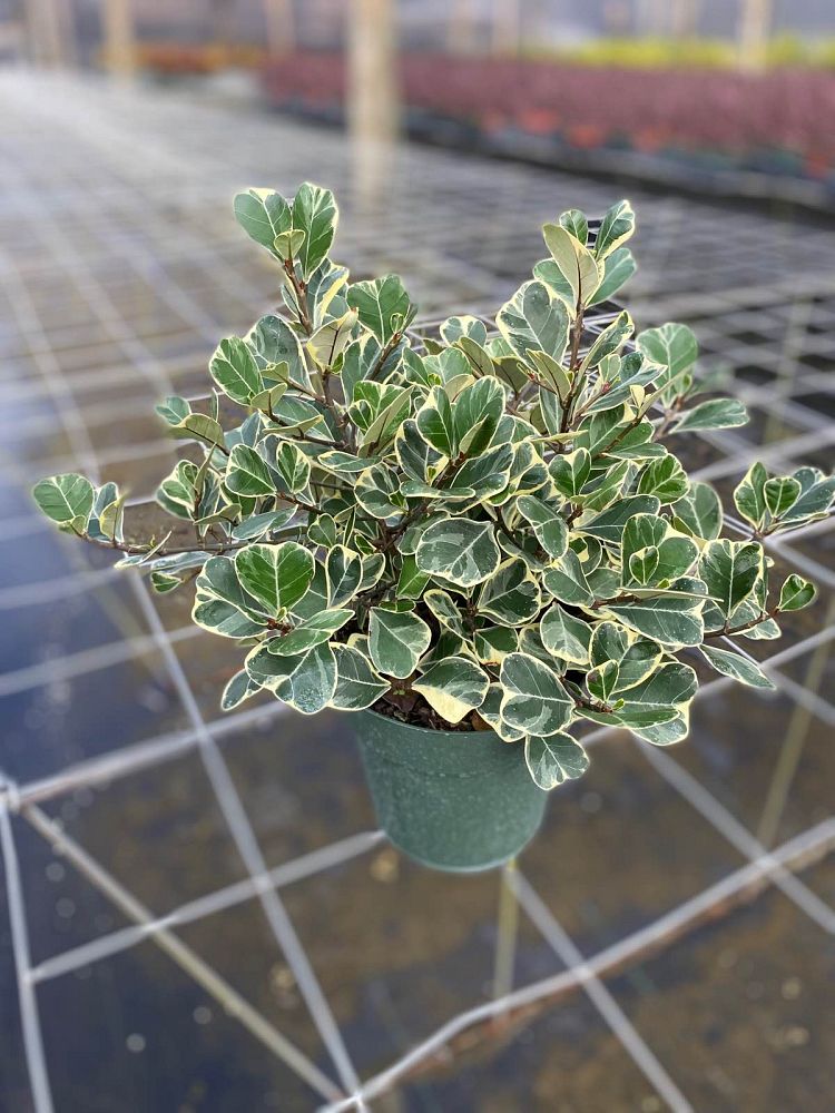 ficus-natalensis-leprieurii-variegata-ficus-triangularis-variegated-natal-fig-mistletoe-fig-triangle-ficus-licumo
