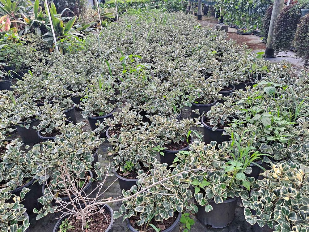 ficus-natalensis-leprieurii-variegata-ficus-triangularis-variegated-natal-fig-mistletoe-fig-triangle-ficus-licumo