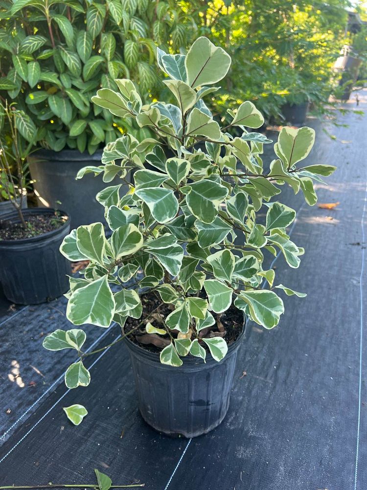 ficus-natalensis-leprieurii-variegata-ficus-triangularis-variegated-natal-fig-mistletoe-fig-triangle-ficus-licumo