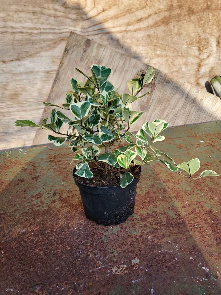 ficus-natalensis-leprieurii-variegata-ficus-triangularis-variegated-natal-fig-mistletoe-fig-triangle-ficus-licumo
