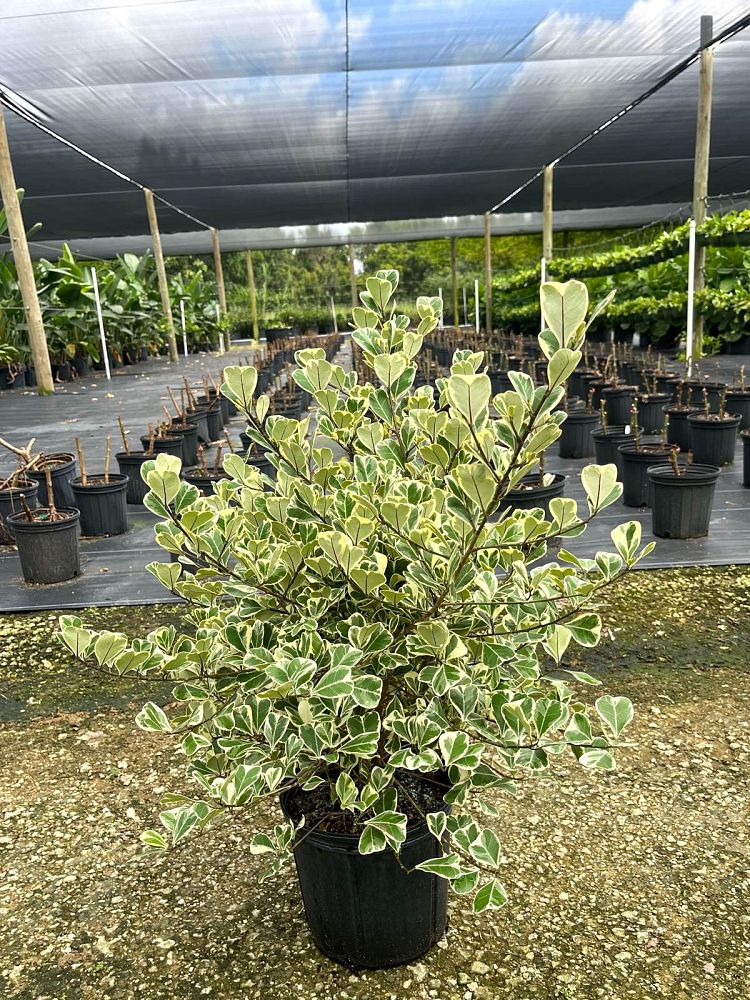 ficus-natalensis-leprieurii-variegata-ficus-triangularis-variegated-natal-fig-mistletoe-fig-triangle-ficus-licumo