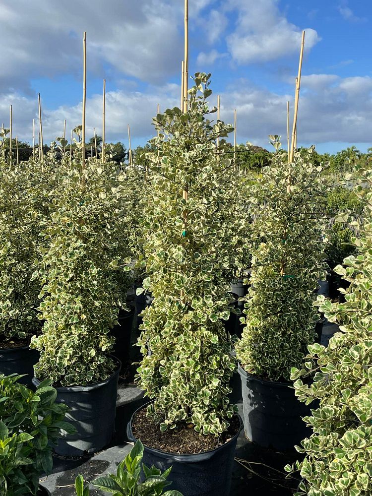ficus-natalensis-leprieurii-variegata-ficus-triangularis-variegated-natal-fig-mistletoe-fig-triangle-ficus-licumo