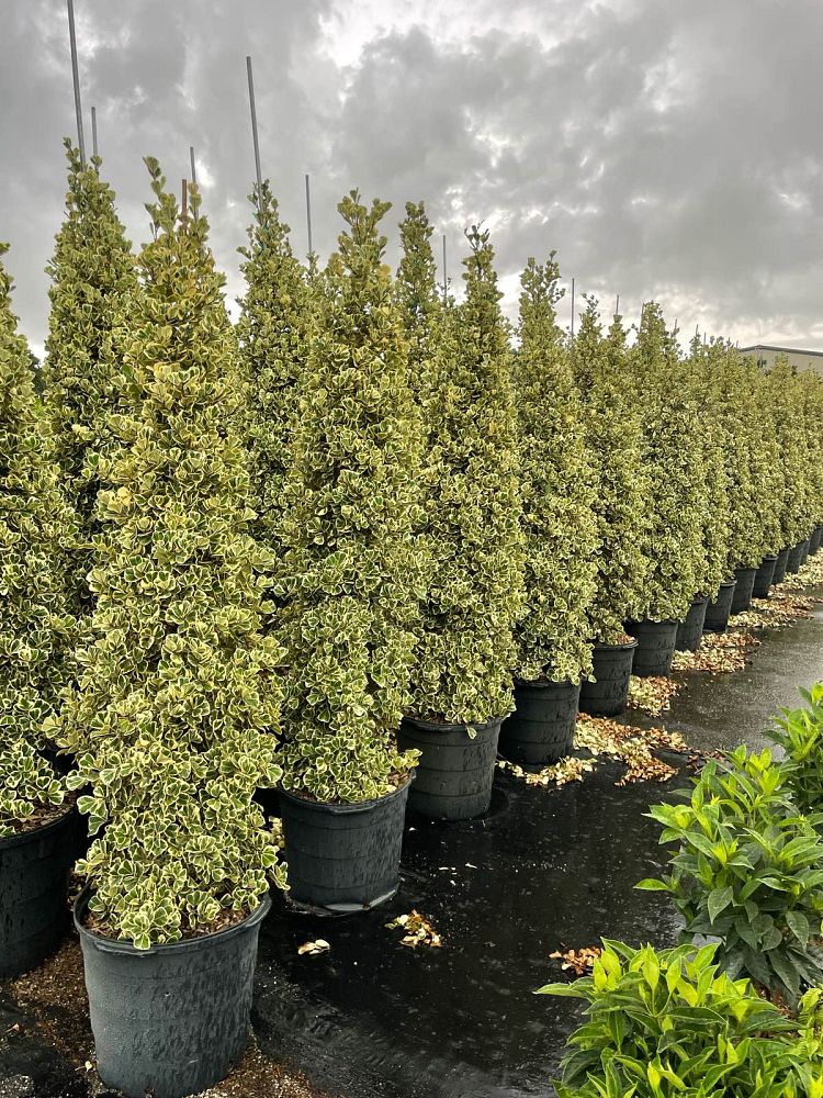 ficus-natalensis-leprieurii-variegata-ficus-triangularis-variegated-natal-fig-mistletoe-fig-triangle-ficus-licumo