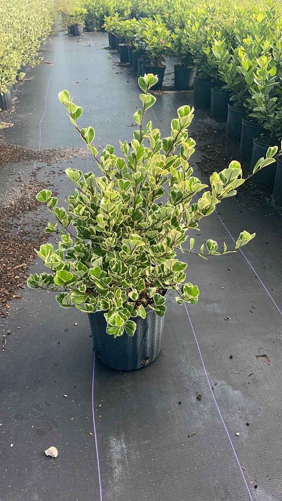 ficus-natalensis-leprieurii-variegata-ficus-triangularis-variegated-natal-fig-mistletoe-fig-triangle-ficus-licumo