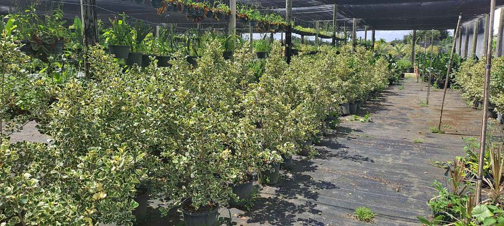 ficus-natalensis-leprieurii-variegata-ficus-triangularis-variegated-natal-fig-mistletoe-fig-triangle-ficus-licumo