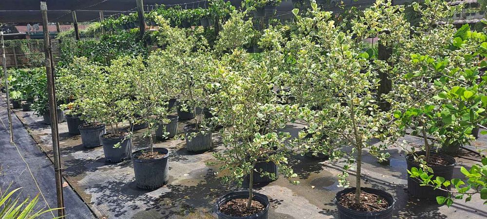 ficus-natalensis-leprieurii-variegata-ficus-triangularis-variegated-natal-fig-mistletoe-fig-triangle-ficus-licumo