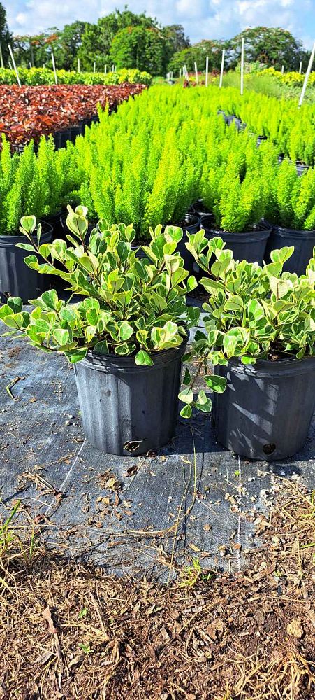 ficus-natalensis-leprieurii-variegata-ficus-triangularis-variegated-natal-fig-mistletoe-fig-triangle-ficus-licumo