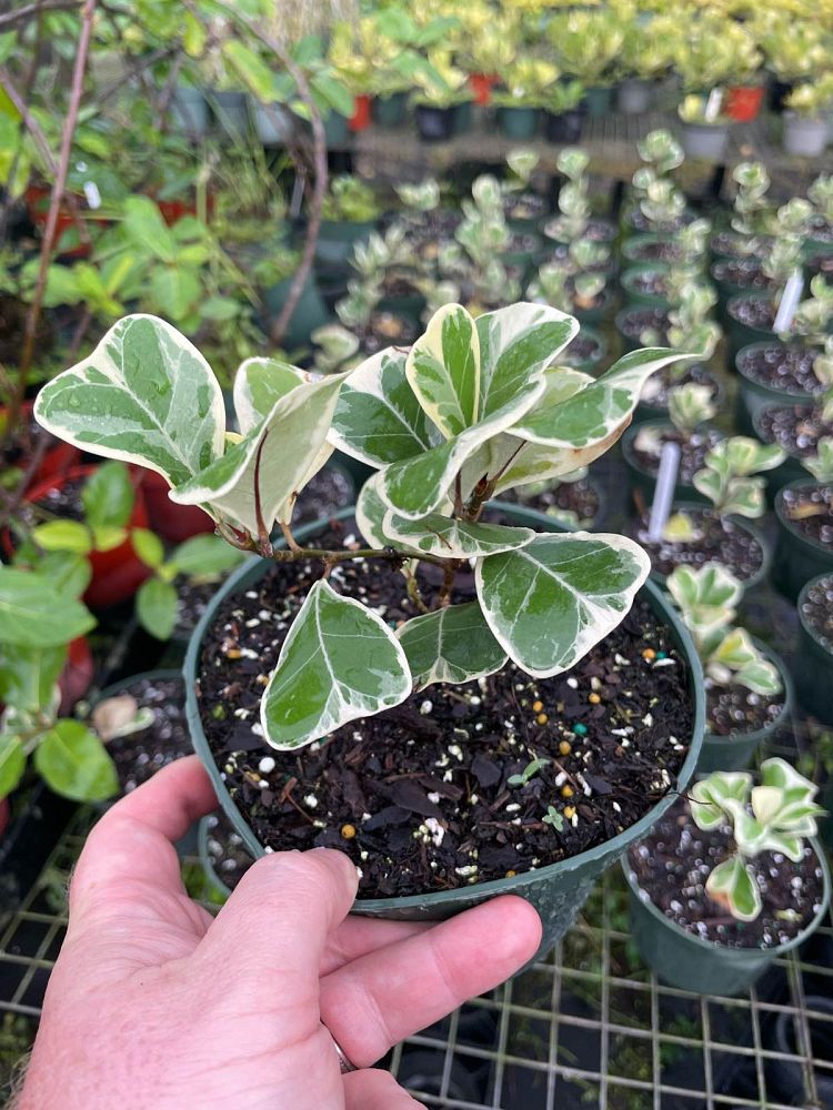 ficus-natalensis-leprieurii-variegata-ficus-triangularis-variegated-natal-fig-mistletoe-fig-triangle-ficus-licumo