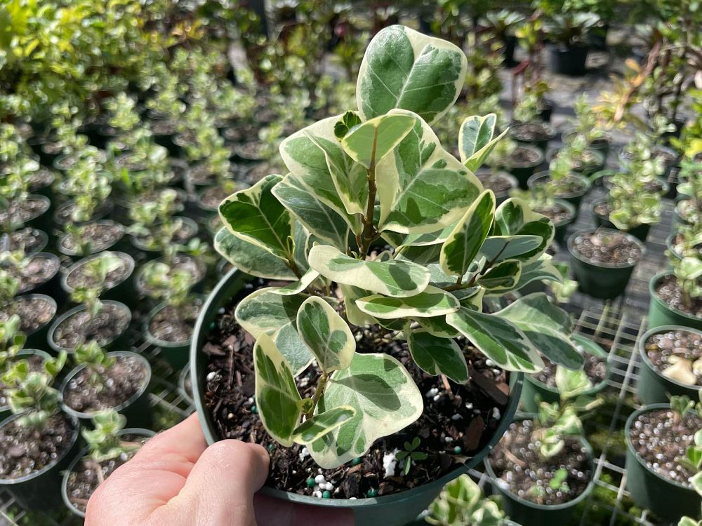 ficus-natalensis-leprieurii-variegata-ficus-triangularis-variegated-natal-fig-mistletoe-fig-triangle-ficus-licumo