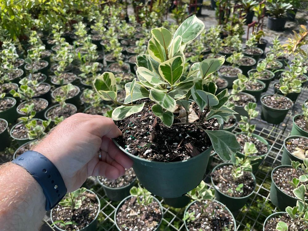 ficus-natalensis-leprieurii-variegata-ficus-triangularis-variegated-natal-fig-mistletoe-fig-triangle-ficus-licumo