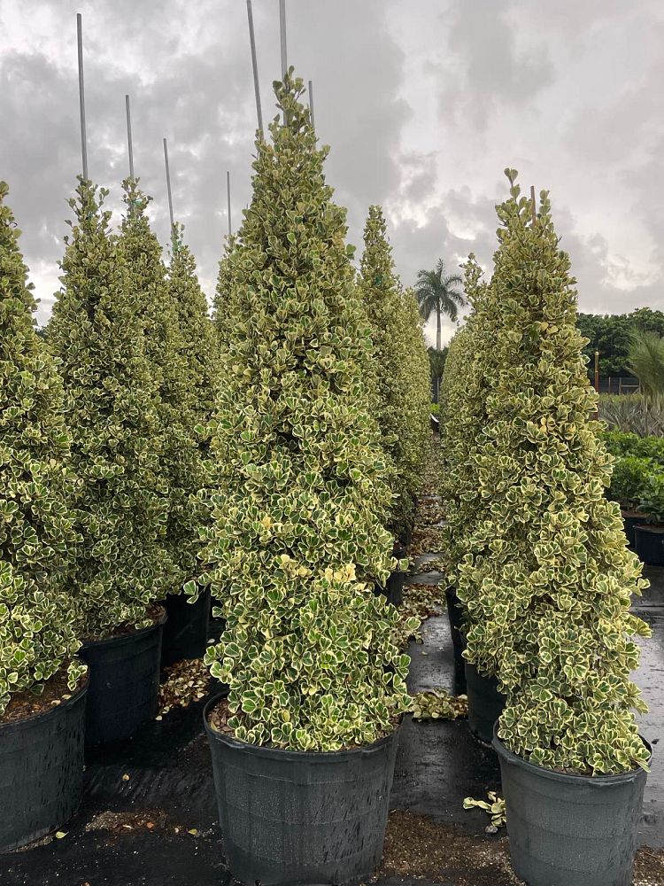 ficus-natalensis-leprieurii-variegata-ficus-triangularis-variegated-natal-fig-mistletoe-fig-triangle-ficus-licumo