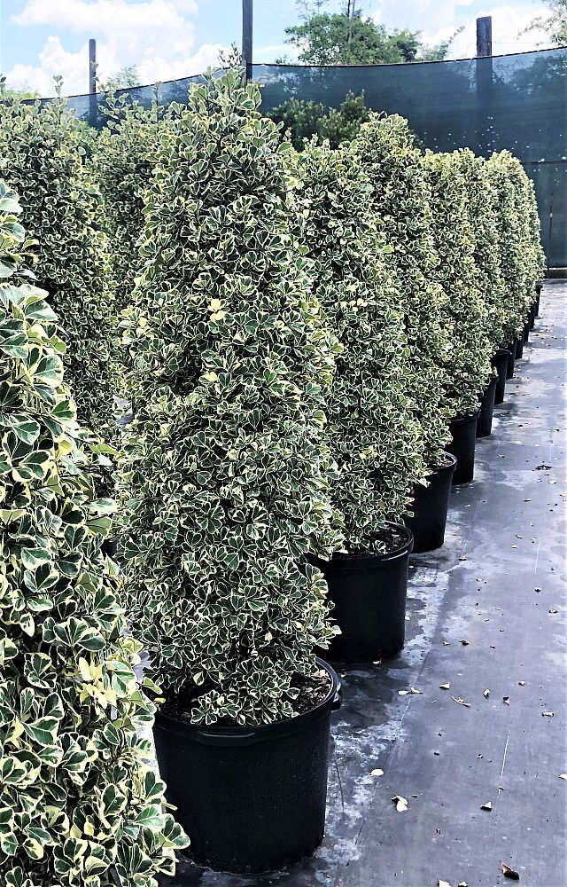 ficus-natalensis-leprieurii-variegata-ficus-triangularis-variegated-natal-fig-mistletoe-fig-triangle-ficus-licumo