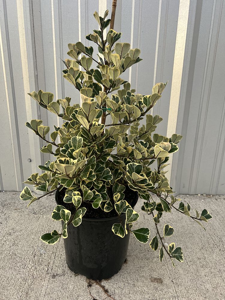 ficus-natalensis-leprieurii-variegata-ficus-triangularis-variegated-natal-fig-mistletoe-fig-triangle-ficus-licumo