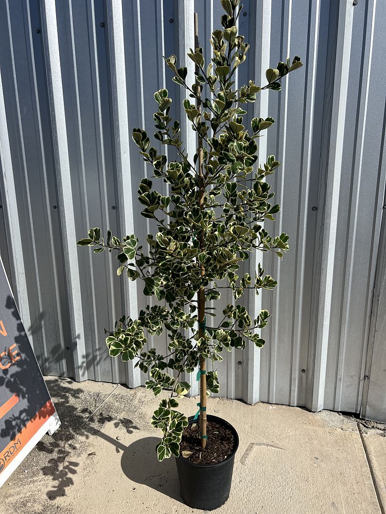 ficus-natalensis-leprieurii-variegata-ficus-triangularis-variegated-natal-fig-mistletoe-fig-triangle-ficus-licumo