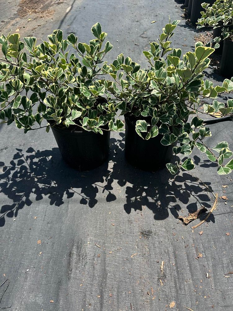 ficus-natalensis-leprieurii-variegata-ficus-triangularis-variegated-natal-fig-mistletoe-fig-triangle-ficus-licumo