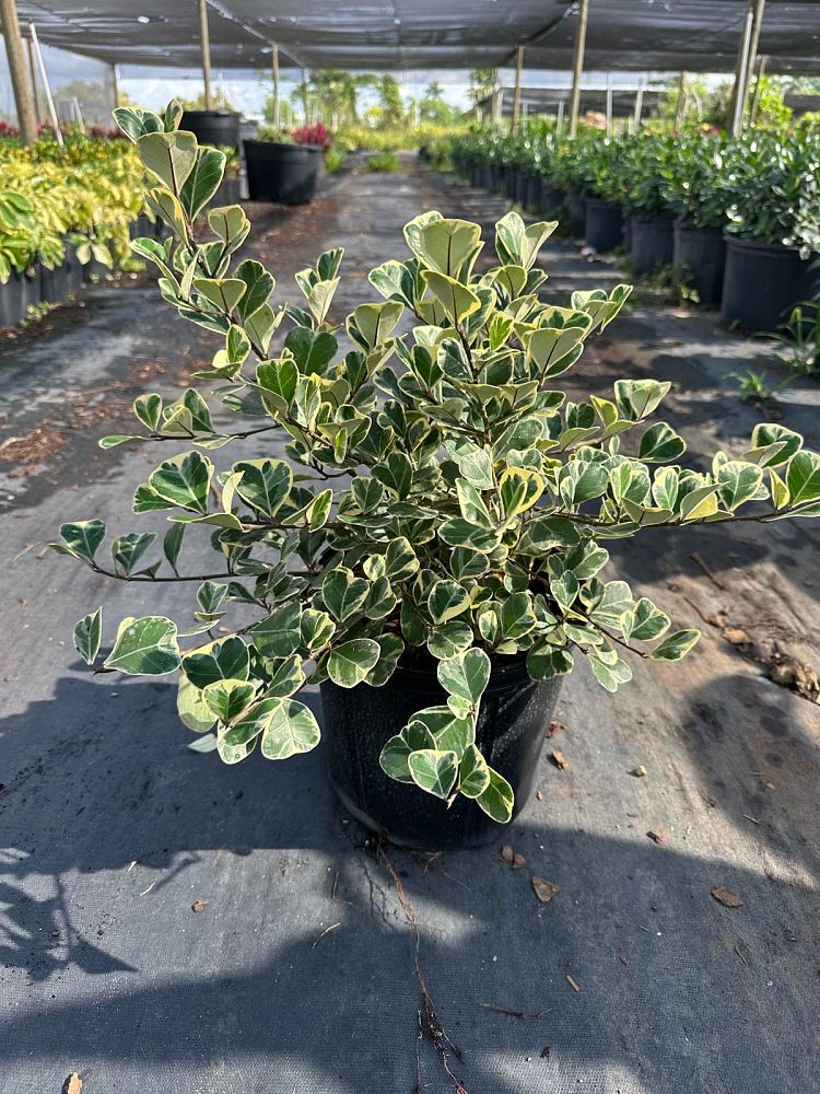 ficus-natalensis-leprieurii-variegata-ficus-triangularis-variegated-natal-fig-mistletoe-fig-triangle-ficus-licumo