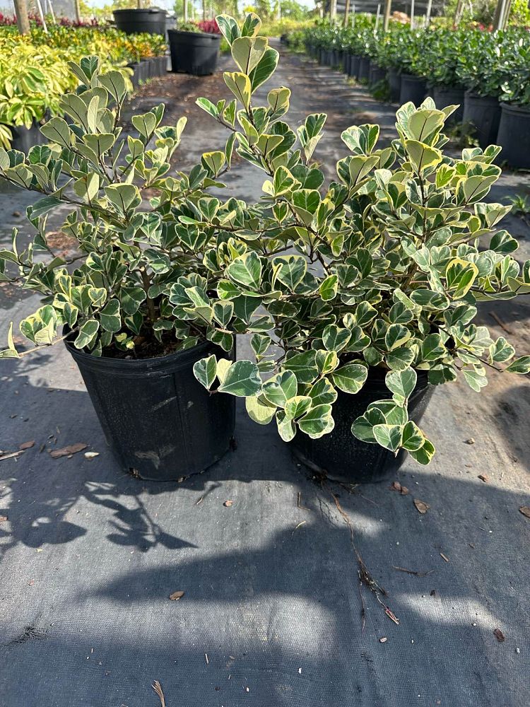 ficus-natalensis-leprieurii-variegata-ficus-triangularis-variegated-natal-fig-mistletoe-fig-triangle-ficus-licumo