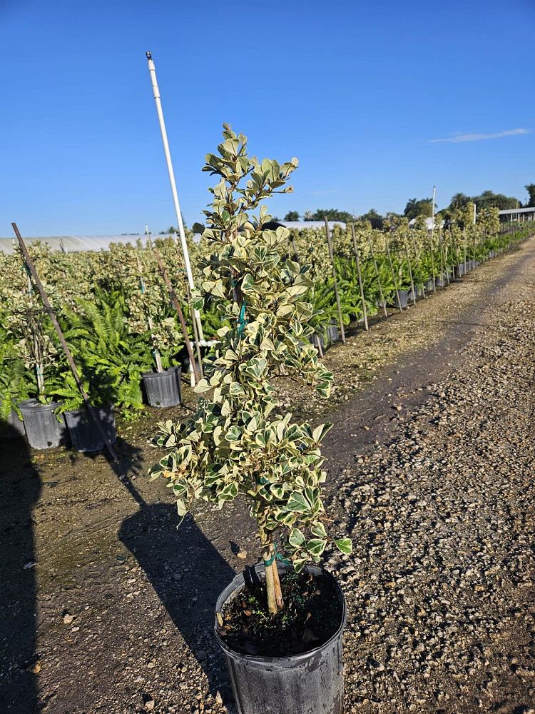 ficus-natalensis-leprieurii-variegata-ficus-triangularis-variegated-natal-fig-mistletoe-fig-triangle-ficus-licumo