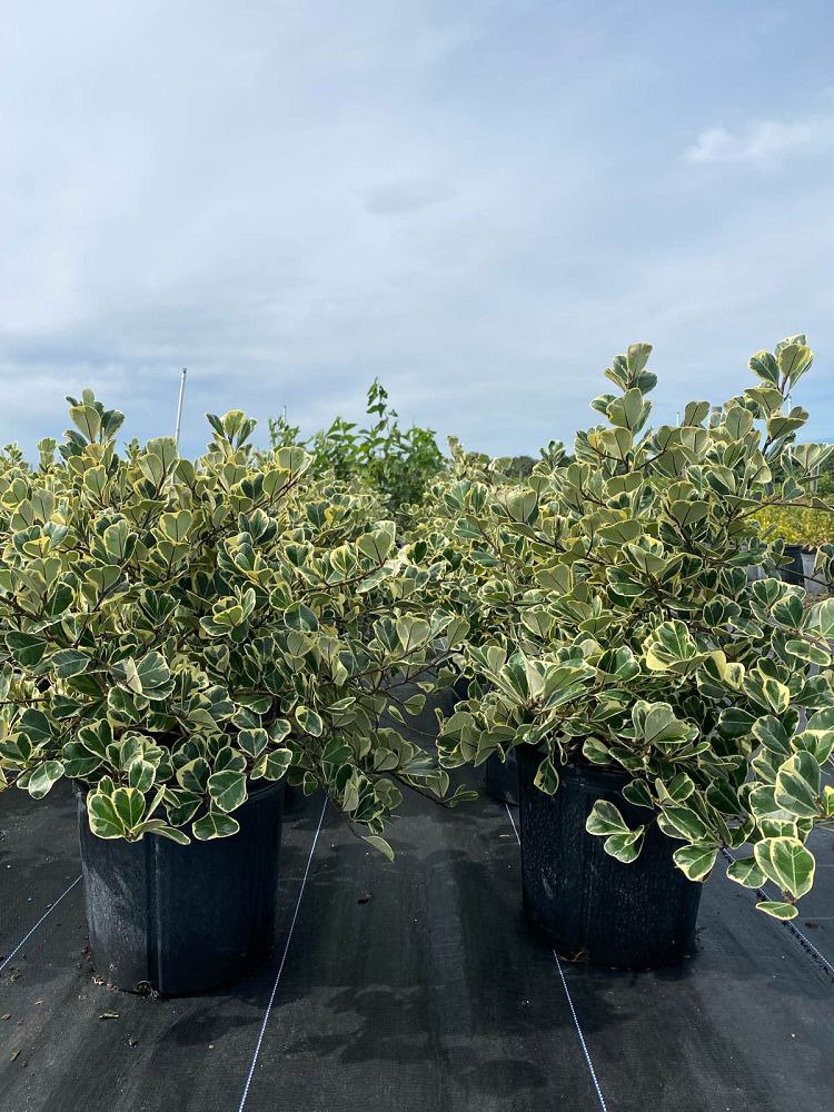 ficus-natalensis-leprieurii-variegata-ficus-triangularis-variegated-natal-fig-mistletoe-fig-triangle-ficus-licumo