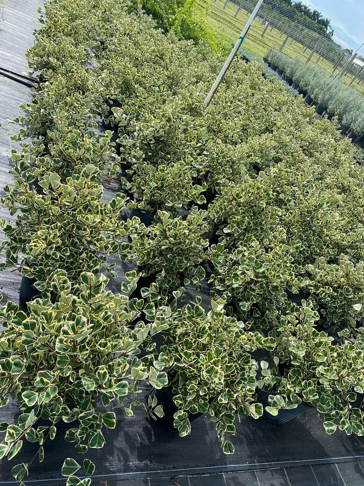 ficus-natalensis-leprieurii-variegata-ficus-triangularis-variegated-natal-fig-mistletoe-fig-triangle-ficus-licumo