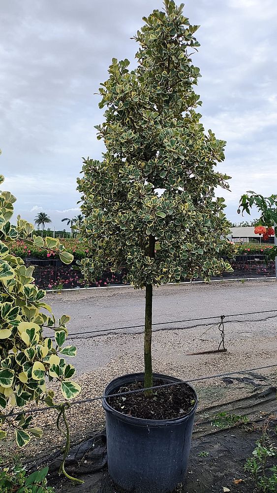 ficus-natalensis-leprieurii-variegata-ficus-triangularis-variegated-natal-fig-mistletoe-fig-triangle-ficus-licumo