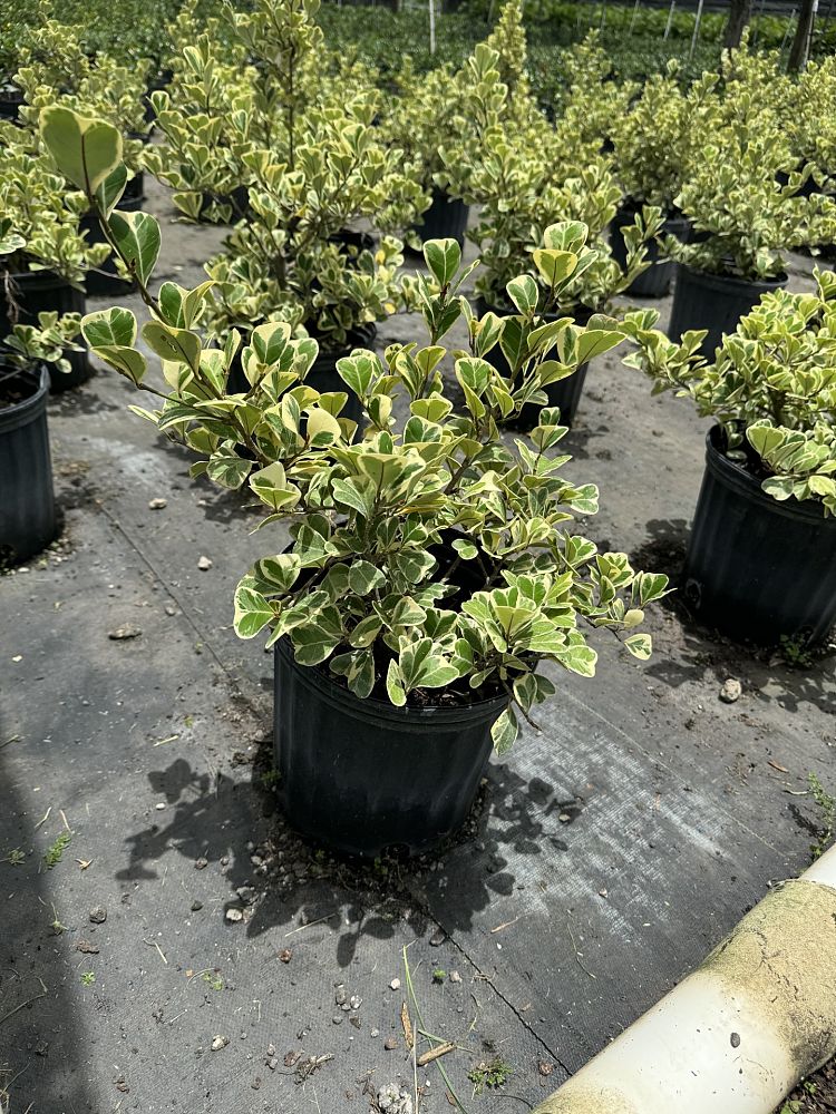 ficus-natalensis-leprieurii-variegata-ficus-triangularis-variegated-natal-fig-mistletoe-fig-triangle-ficus-licumo