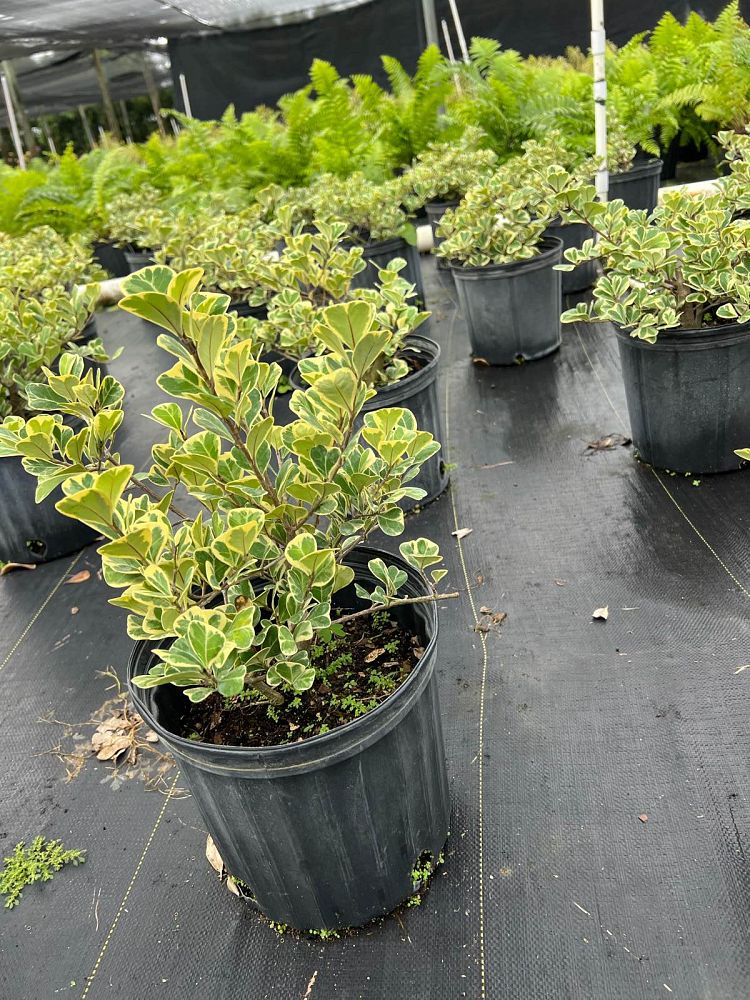 ficus-natalensis-leprieurii-variegata-ficus-triangularis-variegated-natal-fig-mistletoe-fig-triangle-ficus-licumo