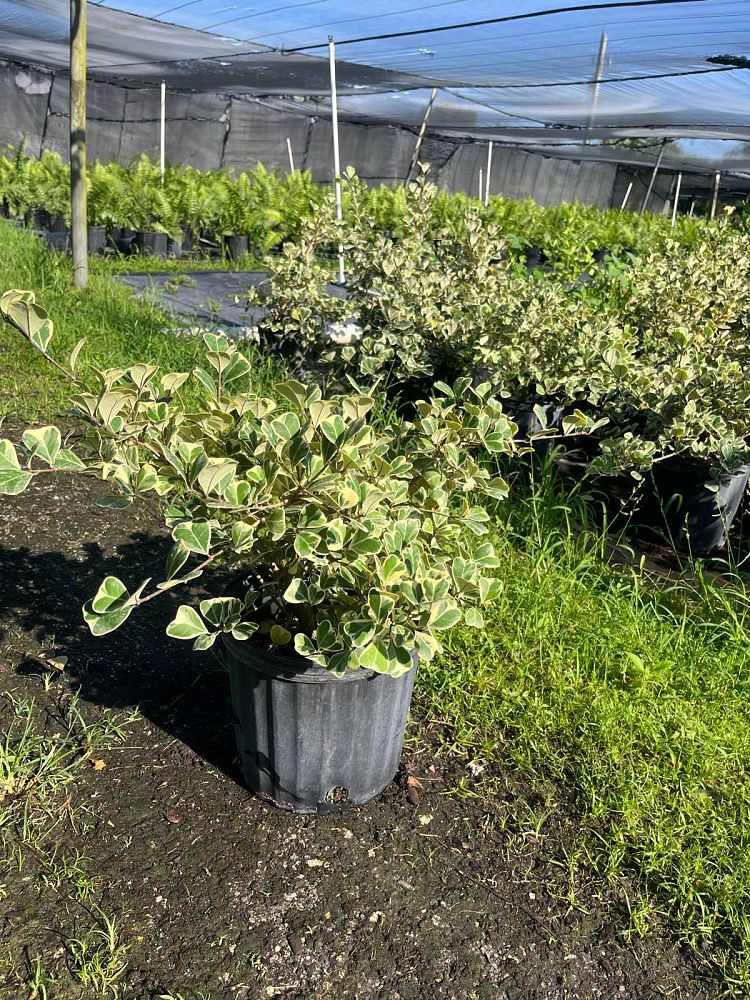 ficus-natalensis-leprieurii-variegata-ficus-triangularis-variegated-natal-fig-mistletoe-fig-triangle-ficus-licumo