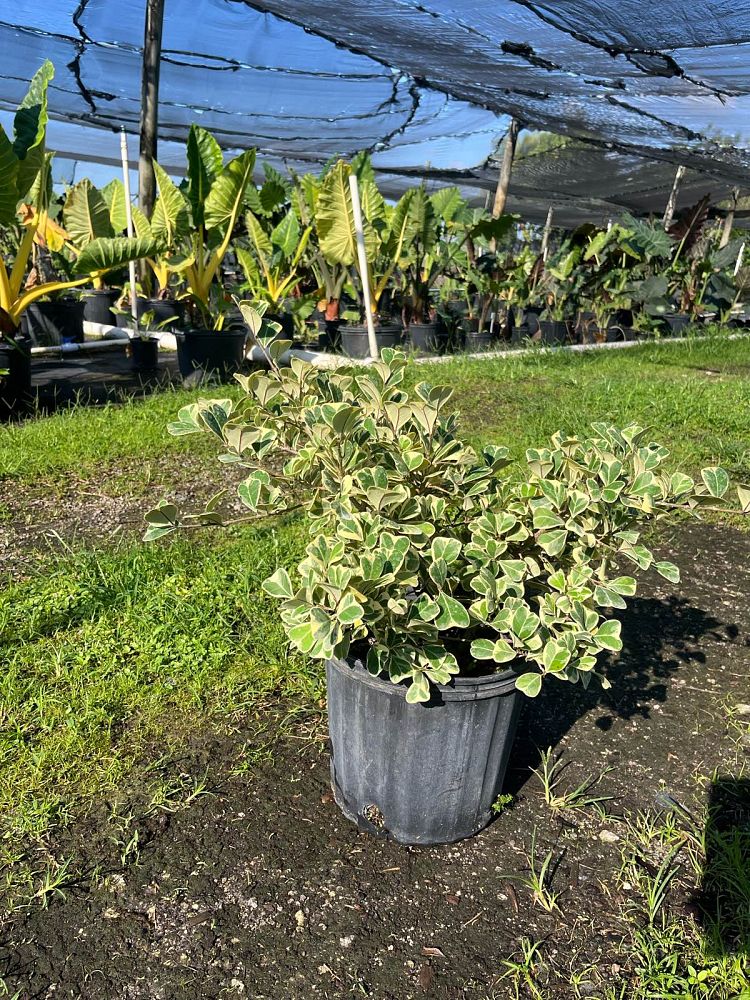 ficus-natalensis-leprieurii-variegata-ficus-triangularis-variegated-natal-fig-mistletoe-fig-triangle-ficus-licumo
