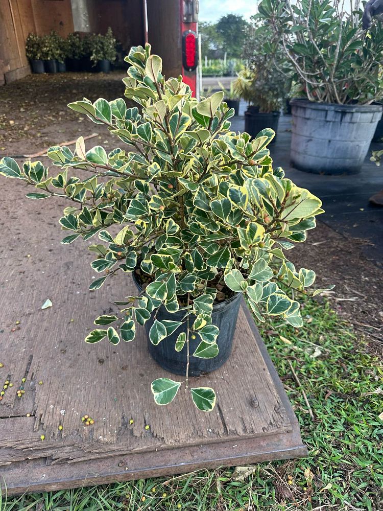 ficus-natalensis-leprieurii-variegata-ficus-triangularis-variegated-natal-fig-mistletoe-fig-triangle-ficus-licumo