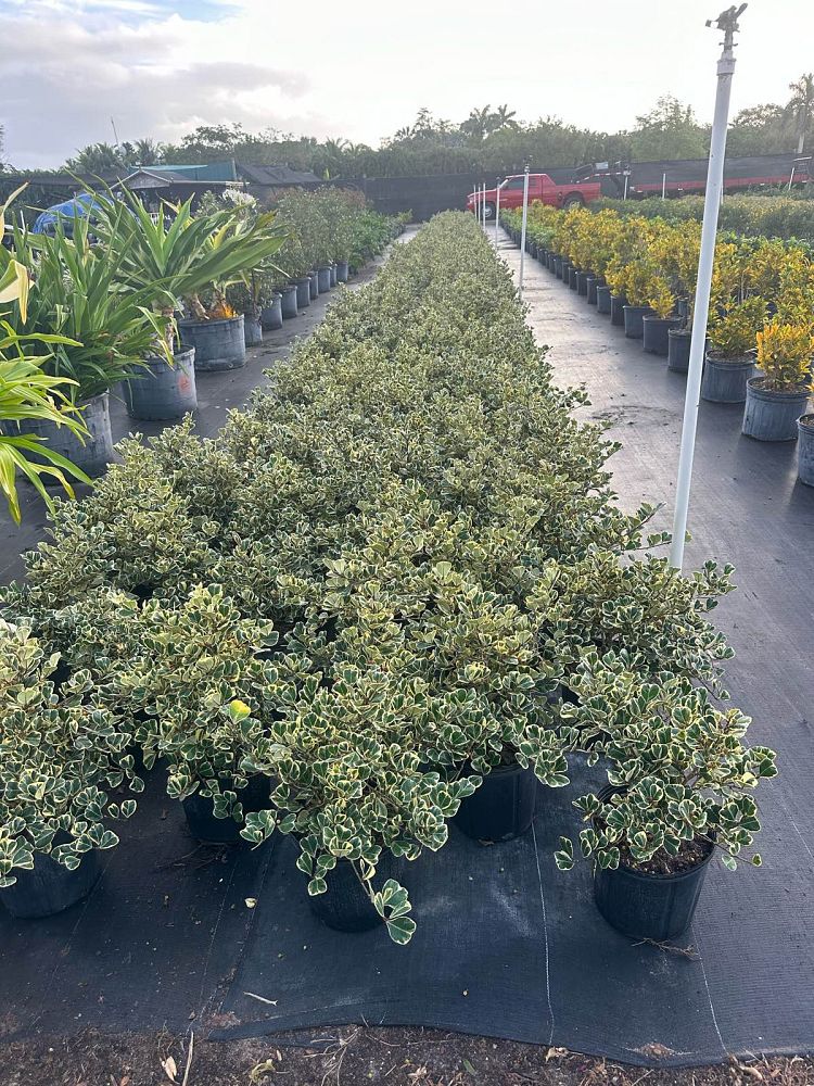 ficus-natalensis-leprieurii-variegata-ficus-triangularis-variegated-natal-fig-mistletoe-fig-triangle-ficus-licumo