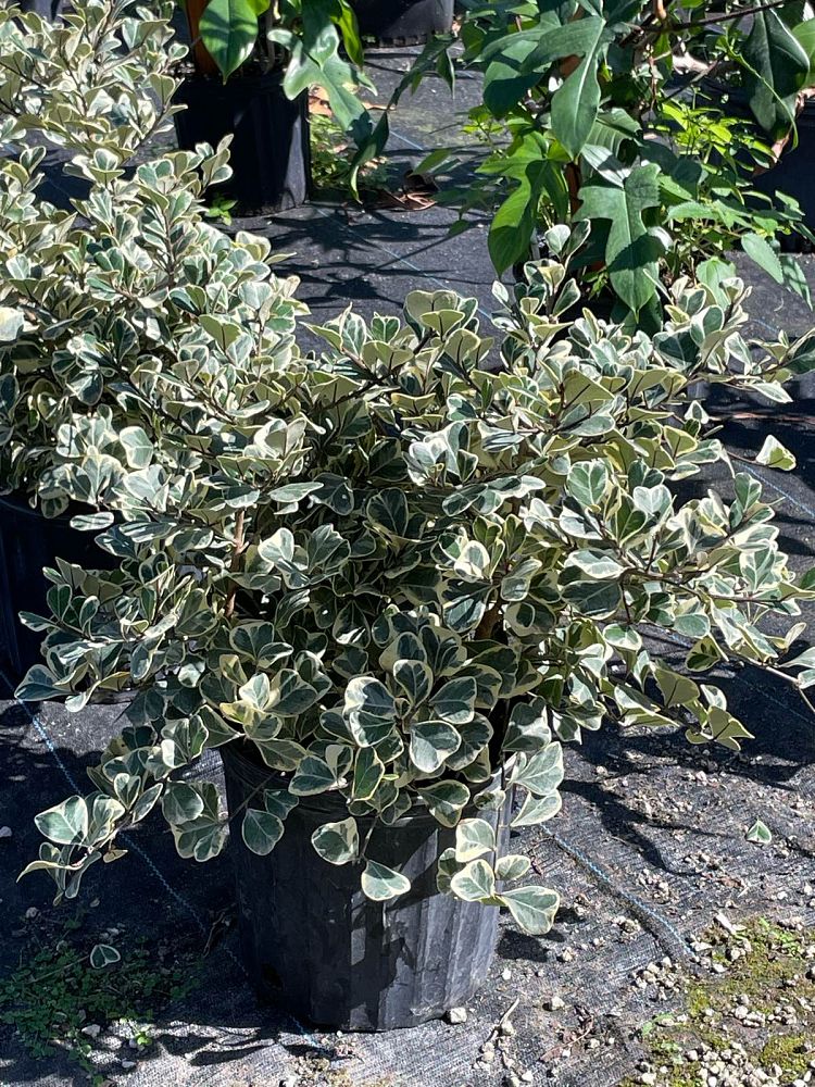 ficus-natalensis-leprieurii-variegata-ficus-triangularis-variegated-natal-fig-mistletoe-fig-triangle-ficus-licumo