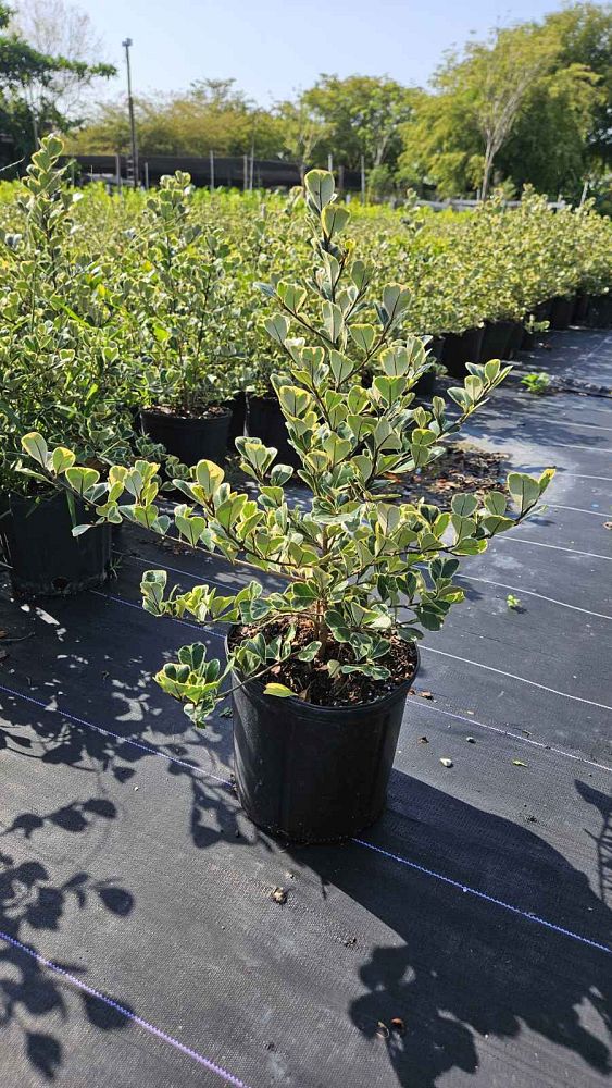 ficus-natalensis-leprieurii-variegata-ficus-triangularis-variegated-natal-fig-mistletoe-fig-triangle-ficus-licumo