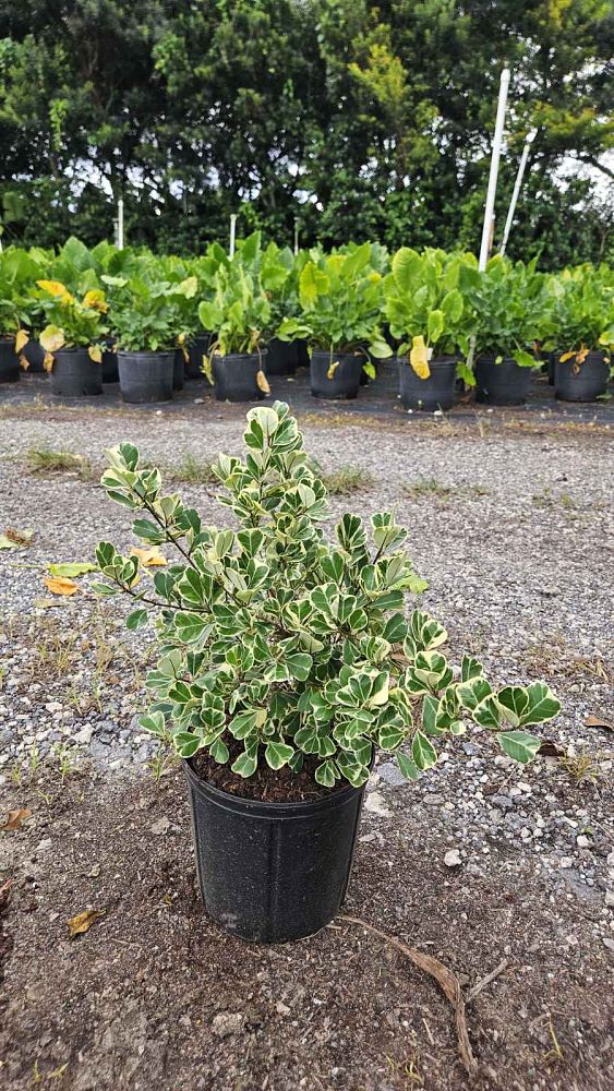 ficus-natalensis-leprieurii-variegata-ficus-triangularis-variegated-natal-fig-mistletoe-fig-triangle-ficus-licumo
