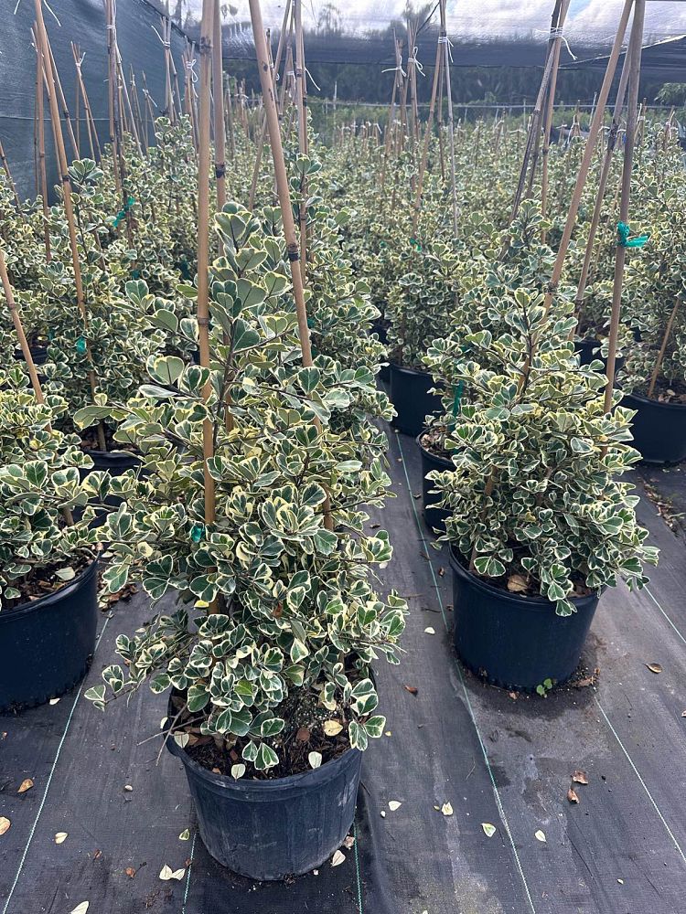 ficus-natalensis-leprieurii-variegata-ficus-triangularis-variegated-natal-fig-mistletoe-fig-triangle-ficus-licumo