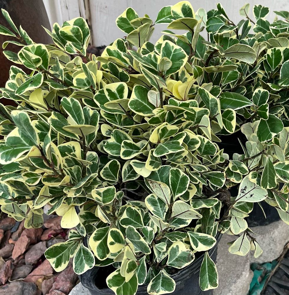 ficus-natalensis-leprieurii-variegata-ficus-triangularis-variegated-natal-fig-mistletoe-fig-triangle-ficus-licumo