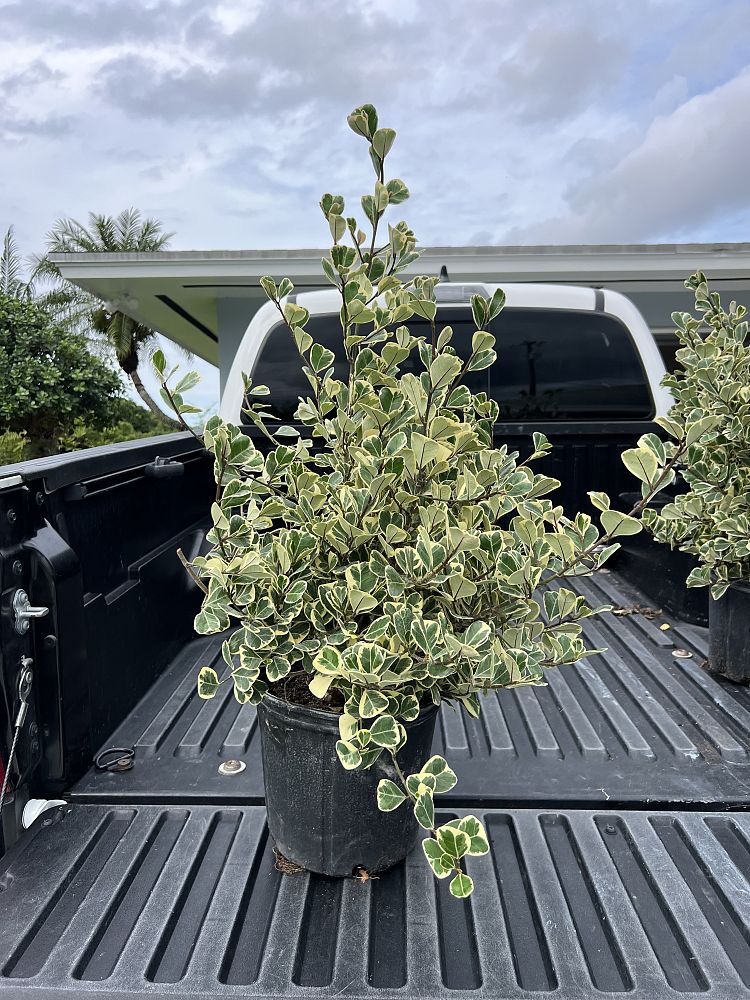 ficus-natalensis-leprieurii-variegata-ficus-triangularis-variegated-natal-fig-mistletoe-fig-triangle-ficus-licumo