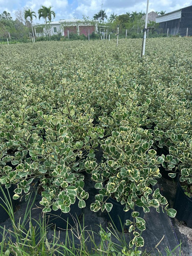 ficus-natalensis-leprieurii-variegata-ficus-triangularis-variegated-natal-fig-mistletoe-fig-triangle-ficus-licumo