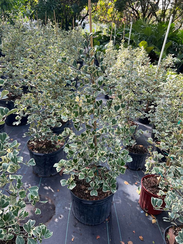 ficus-natalensis-leprieurii-variegata-ficus-triangularis-variegated-natal-fig-mistletoe-fig-triangle-ficus-licumo