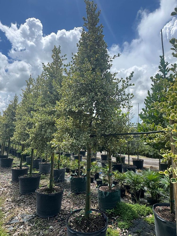 ficus-natalensis-leprieurii-variegata-ficus-triangularis-variegated-natal-fig-mistletoe-fig-triangle-ficus-licumo