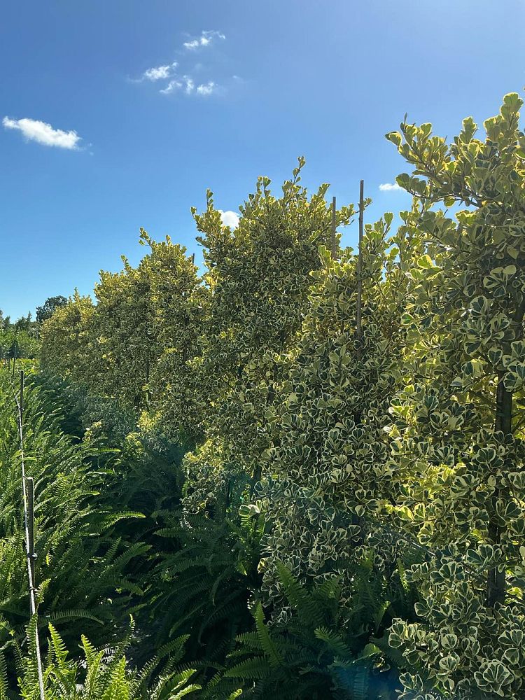 ficus-natalensis-leprieurii-variegata-ficus-triangularis-variegated-natal-fig-mistletoe-fig-triangle-ficus-licumo